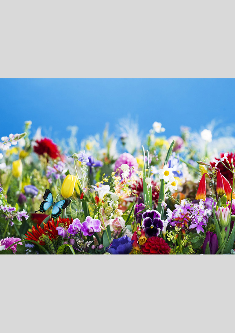 earthly flowers, heavenly colors (2017) ©mika ninagawa, Courtesy of Tomio Koyama Gallery：「蜷川実花展－虚構と現実の間に－」豊川市桜ヶ丘ミュージアム